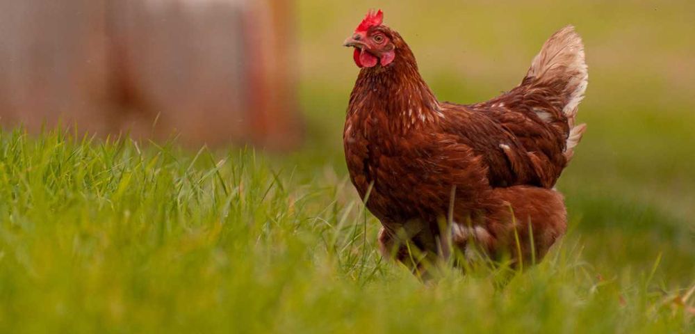 kury nioski kokoszki odchowane wolny wybieg młode kurki dowóz