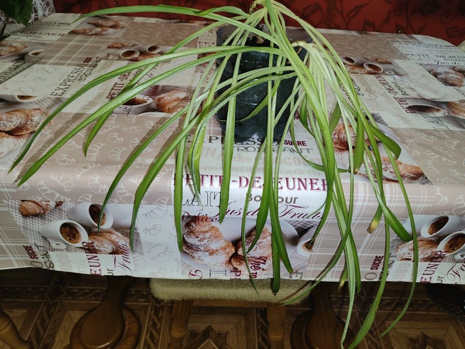 Продам комнатное растение Хлорофитум