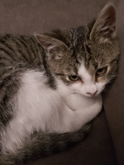 Oddam za darmo małego kotka