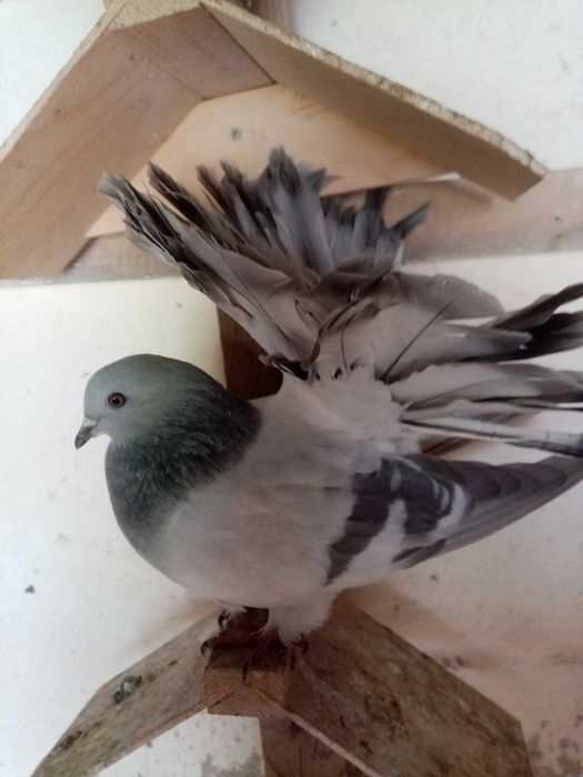 Sprzedam gołębie pawiki o różnych kolorach