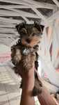 Yorkshire terrier piesek Leo