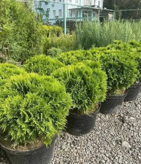 Туя Даніка західна