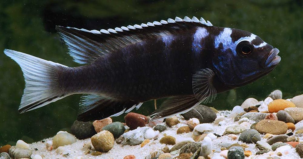 Pseudotropheus acei Ngara - Pyszczak - Pyszczaki - dowozimy, wysyłamy