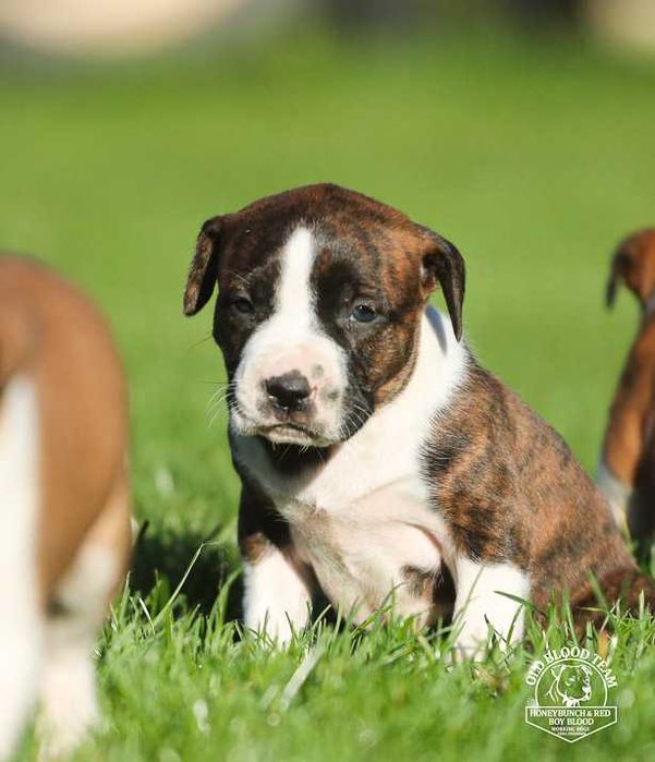 American Pit Bull  APBT , jedyne takie w Europie