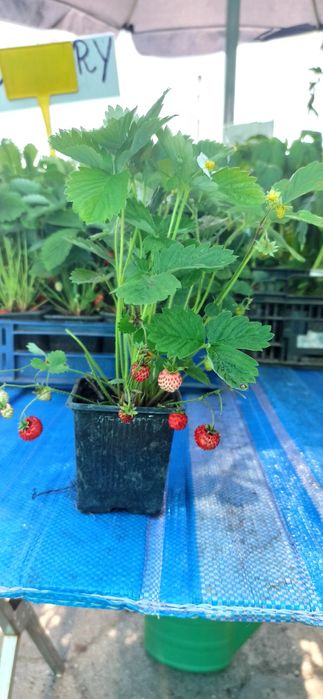 Poziomka wieloletnia, wielkoowocowa