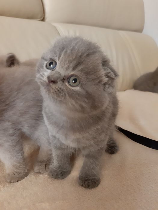 Кошенята британські