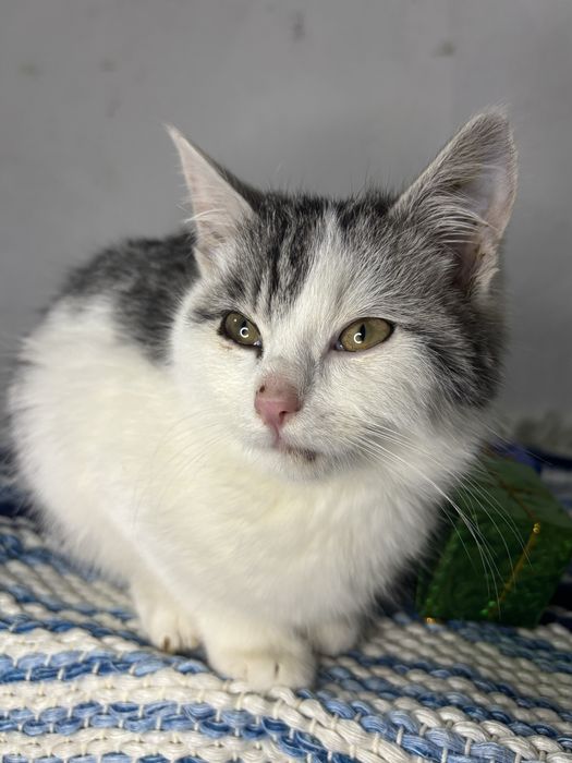 Кошеня в добрі руки