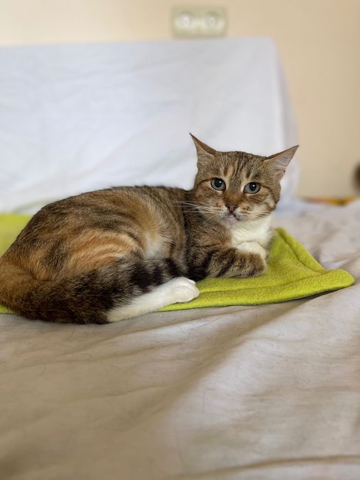 Котики, коти кішка стерилізована