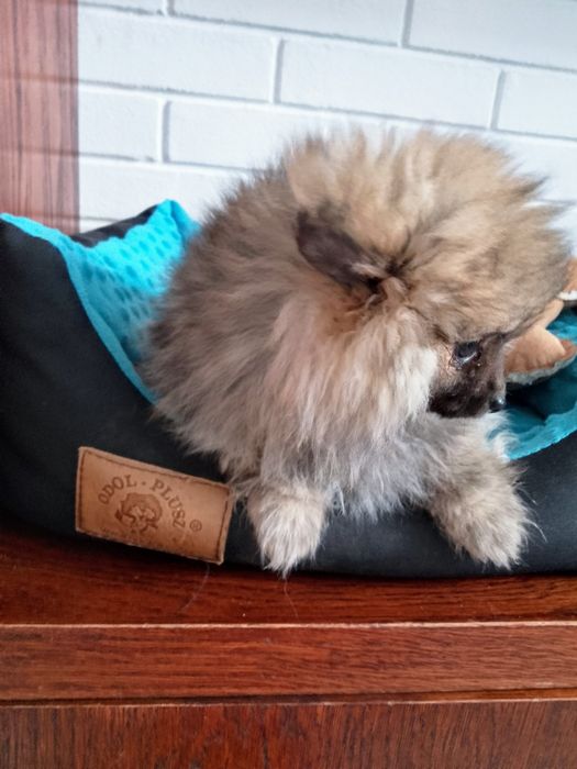 Szpic miniaturowy Pomeranian Suczka