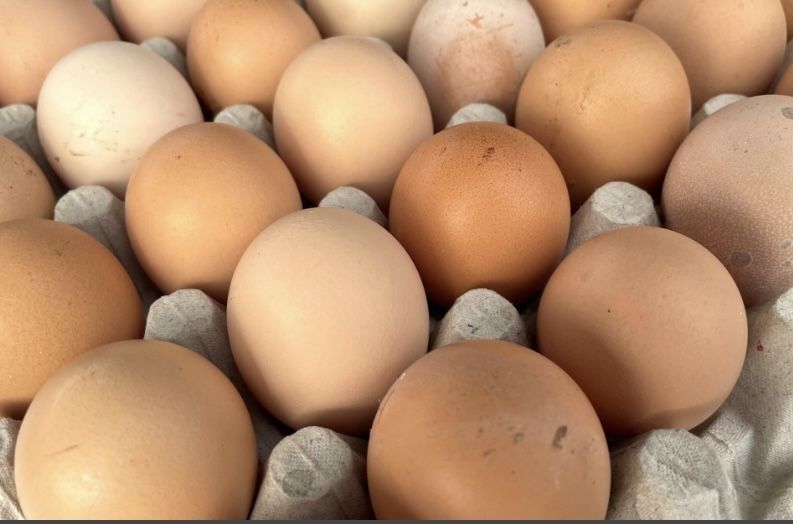 Jaja lęgowe kaczki, kury