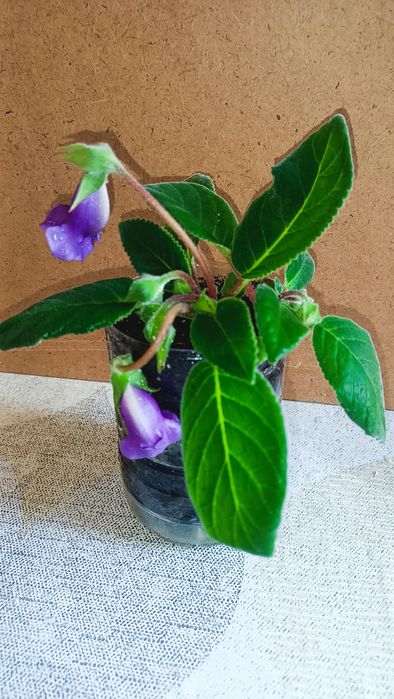 Глоксиния фиолетовая