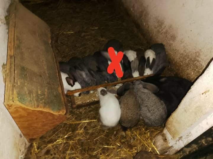 Dzień dobry ma na sprzedaż piękne króliki