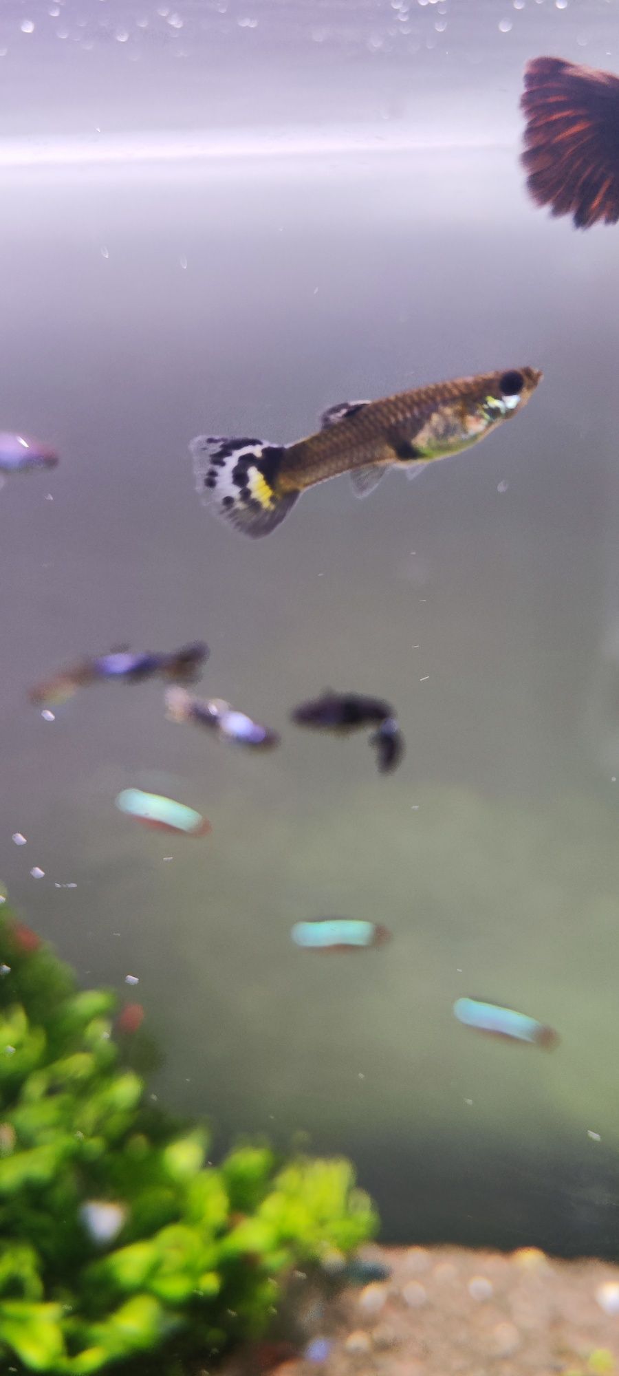 Guppys sortidos - Criação caseira
