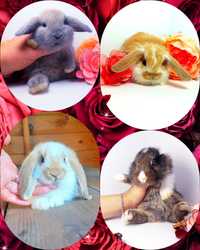 Карликовые мини кролики,карликові міні баранчики и торчевухі