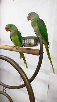 Говорливий папуга - лiпший говорун Олександрійський папуга пташенята