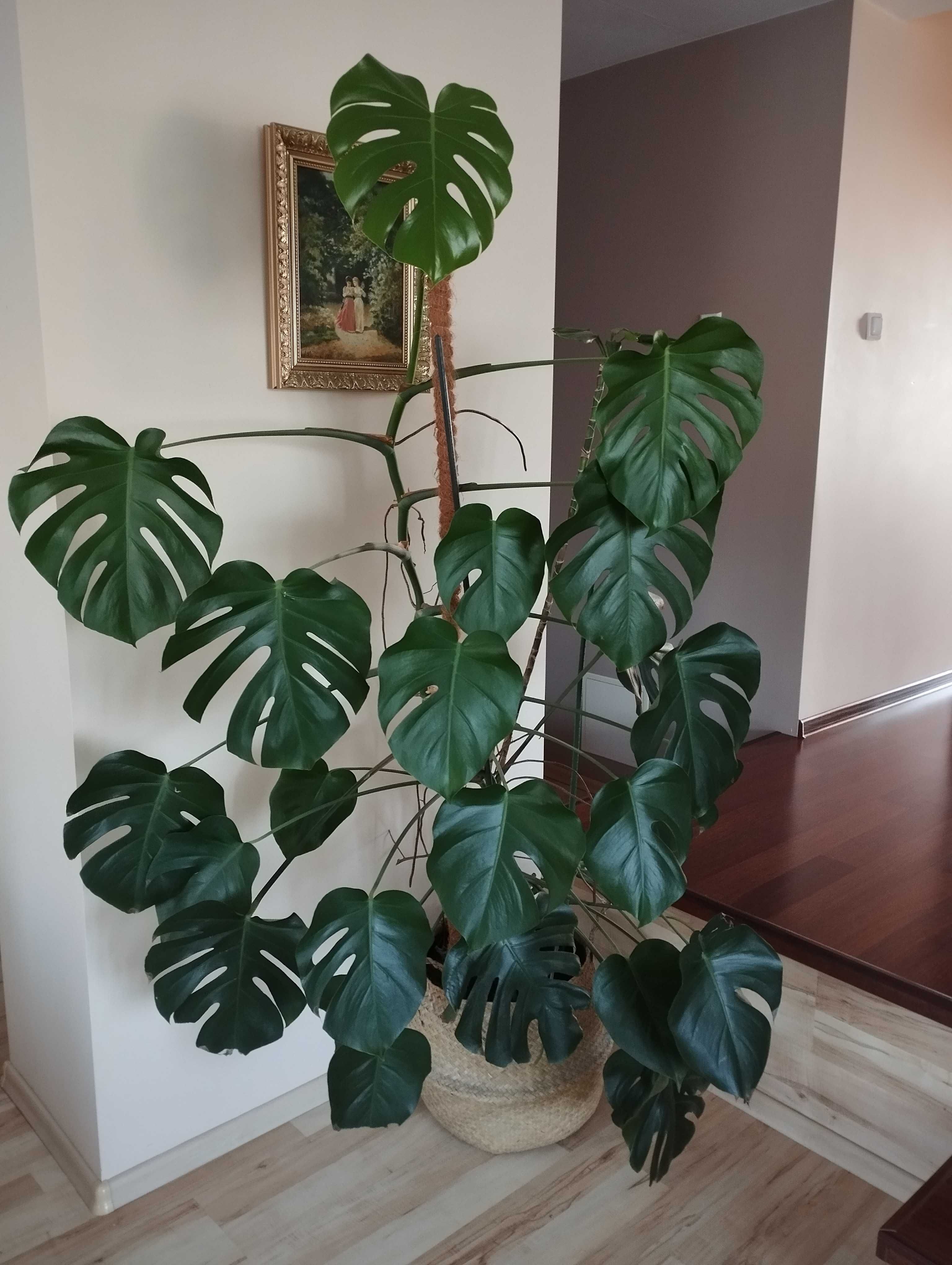 Monstera duża 2 m