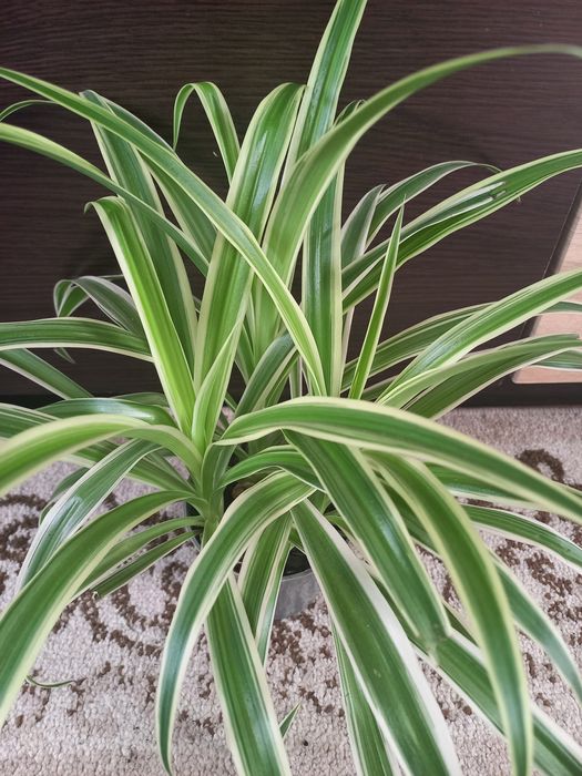 Продам вазончик хлорофітум смугастий