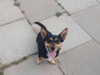 LILA- mikrosunia do adopcji