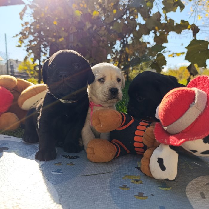 Породисті цуценята лабрадора,готові до резерву