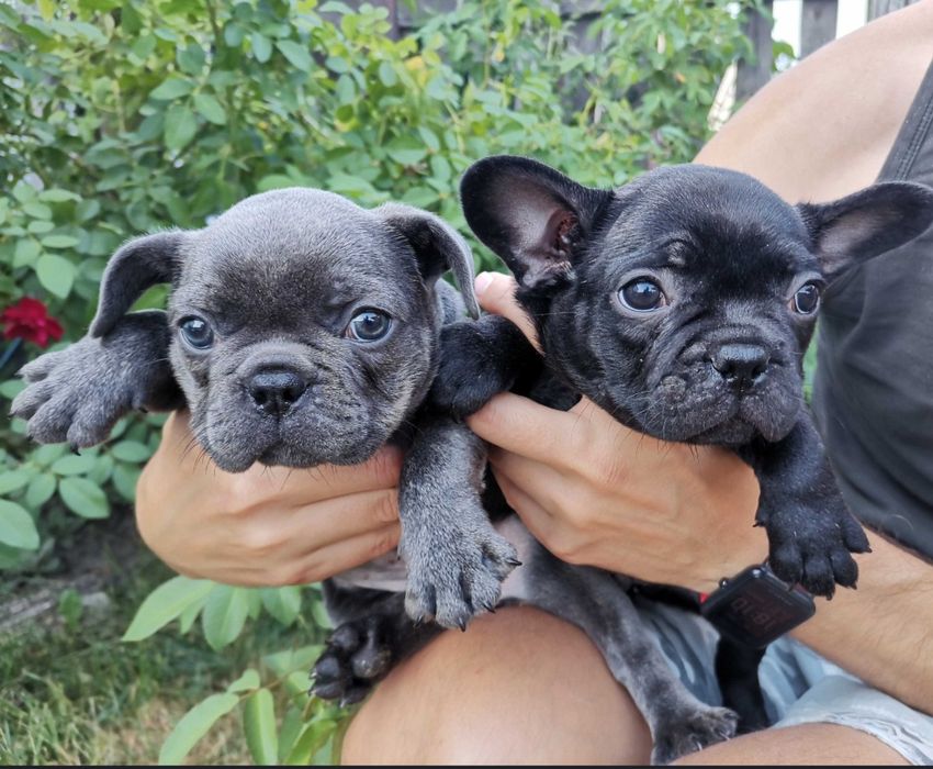 Щенки французкого бульдога