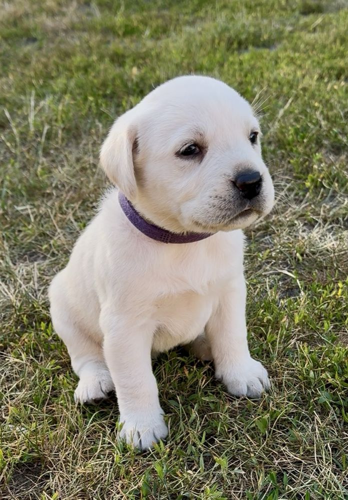 Szczeniak Labrador Retriever