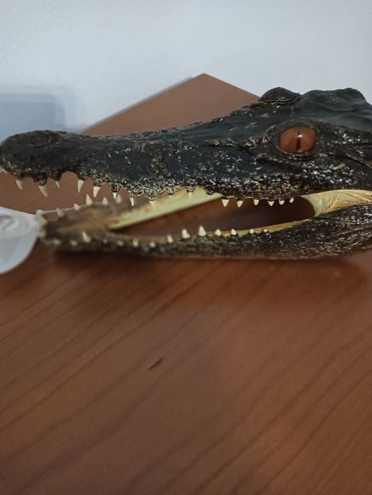 Decoração de cabeça de crocodilo para colecionar ou usar como peça dec