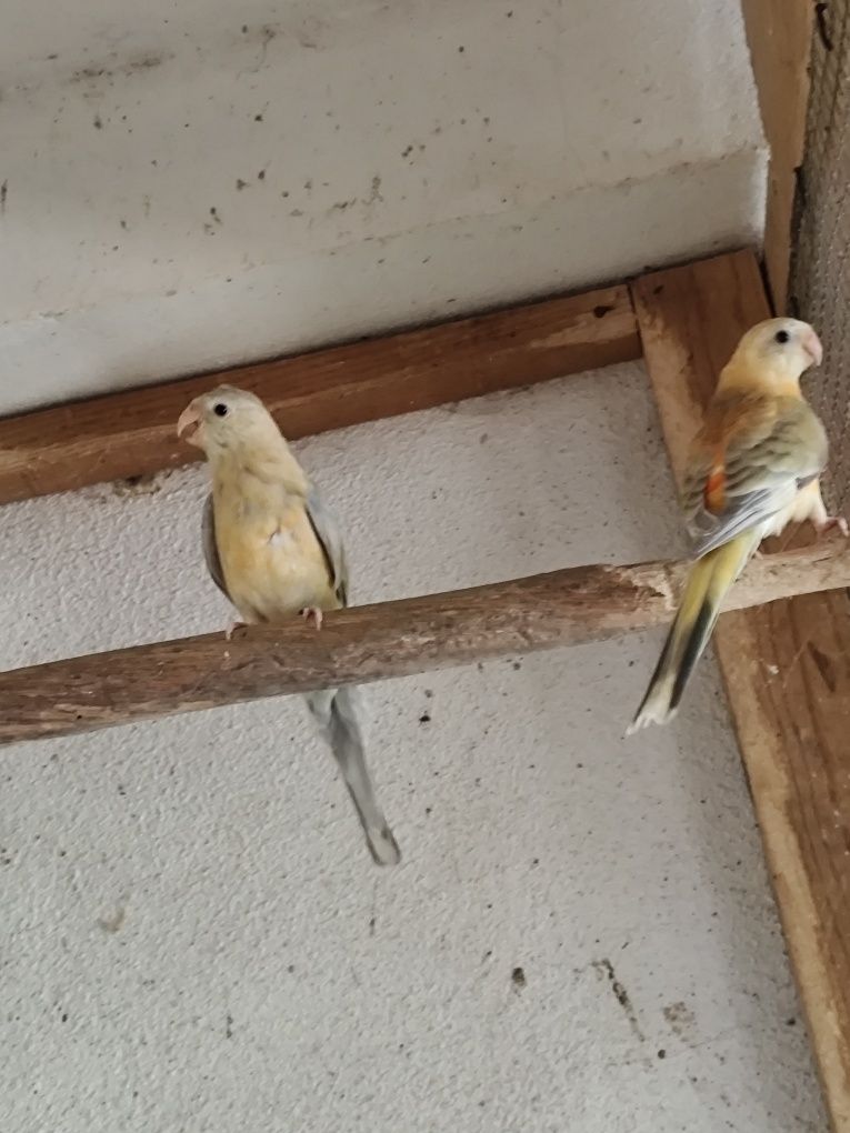 Red rumped laranjas