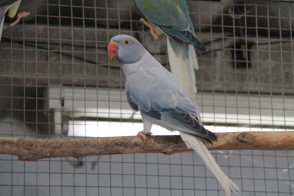 Ring Necks Várias Mutações