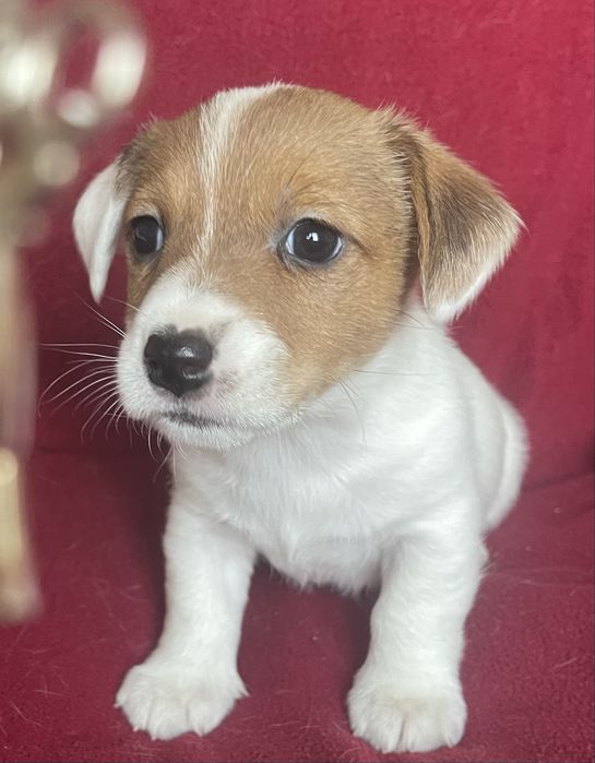 Цуценя Джек Рассел терʼєр. Хлопчик