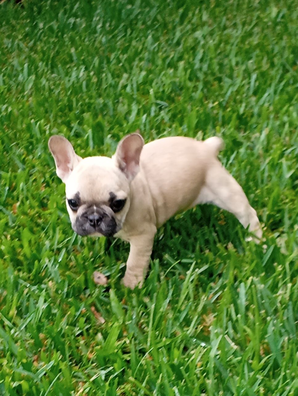 Bulldog Francês fêmea disponível