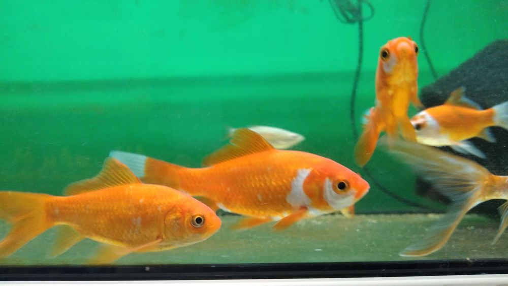 Karaś rybka do oczka wodnego w sklep zoologiczny Pawik.pl Strzyżów