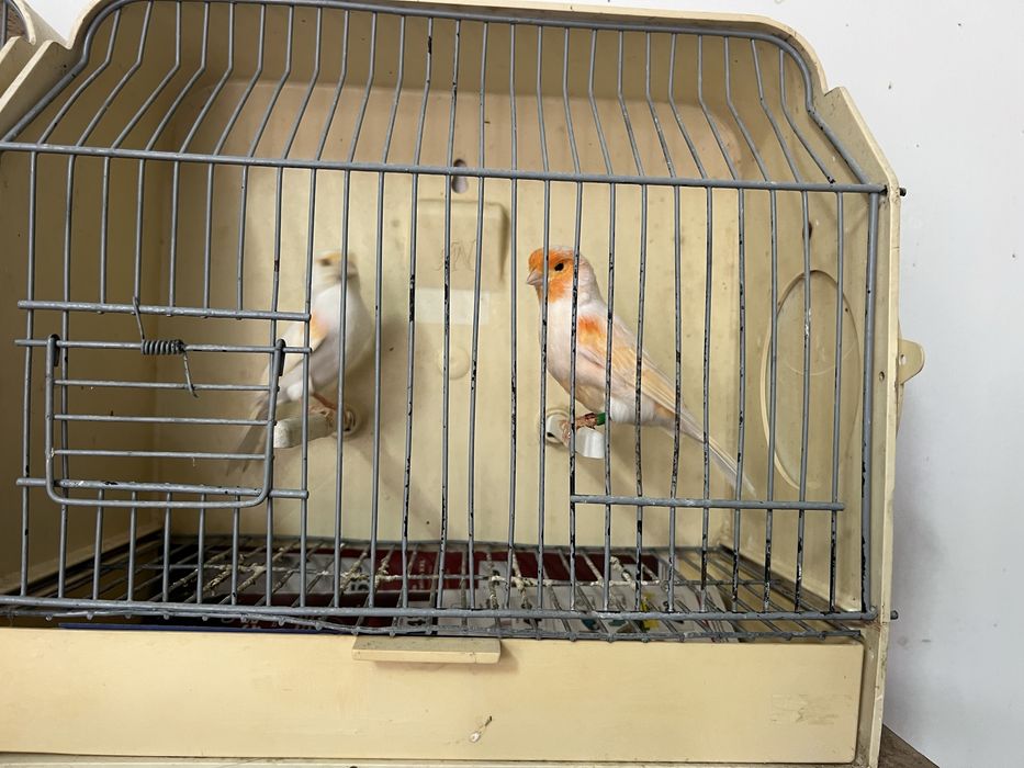 Vendo canários novos/ reprodutores