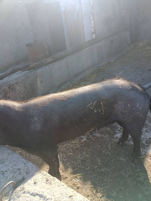 Продам свинью живым весом