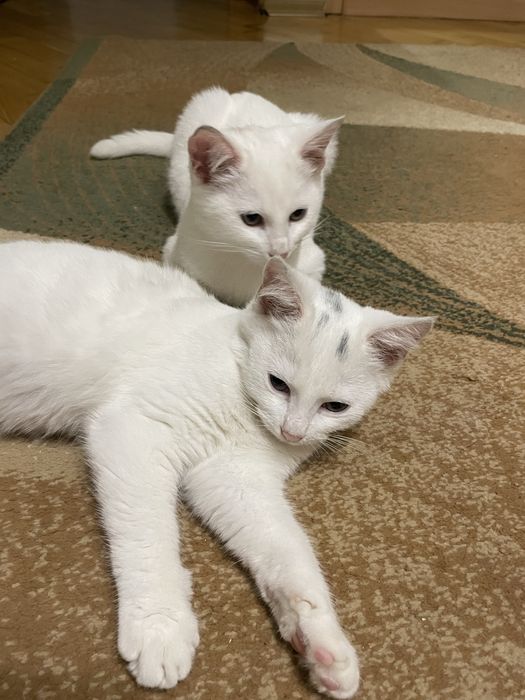 Отдам двух котят в хорошие руки