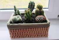 Kaktusy żywe kolekcja w koszyczku na prezent dekoracja