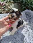 Yorkshire terrier biewer