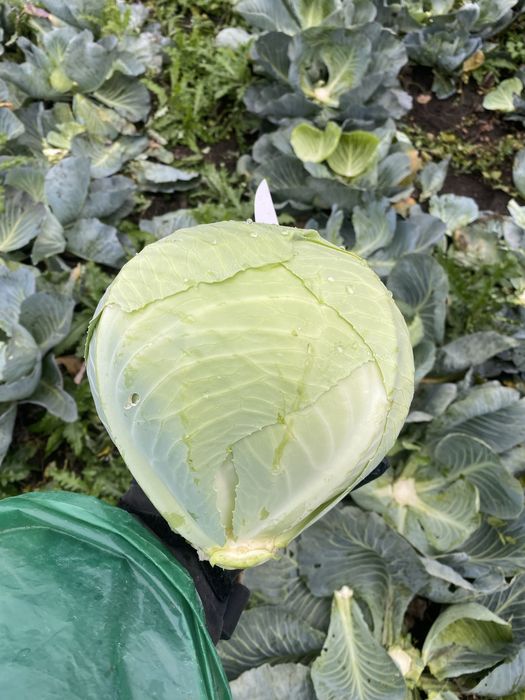 Продам капусту (є обєм)