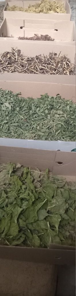 Лікарські трави.