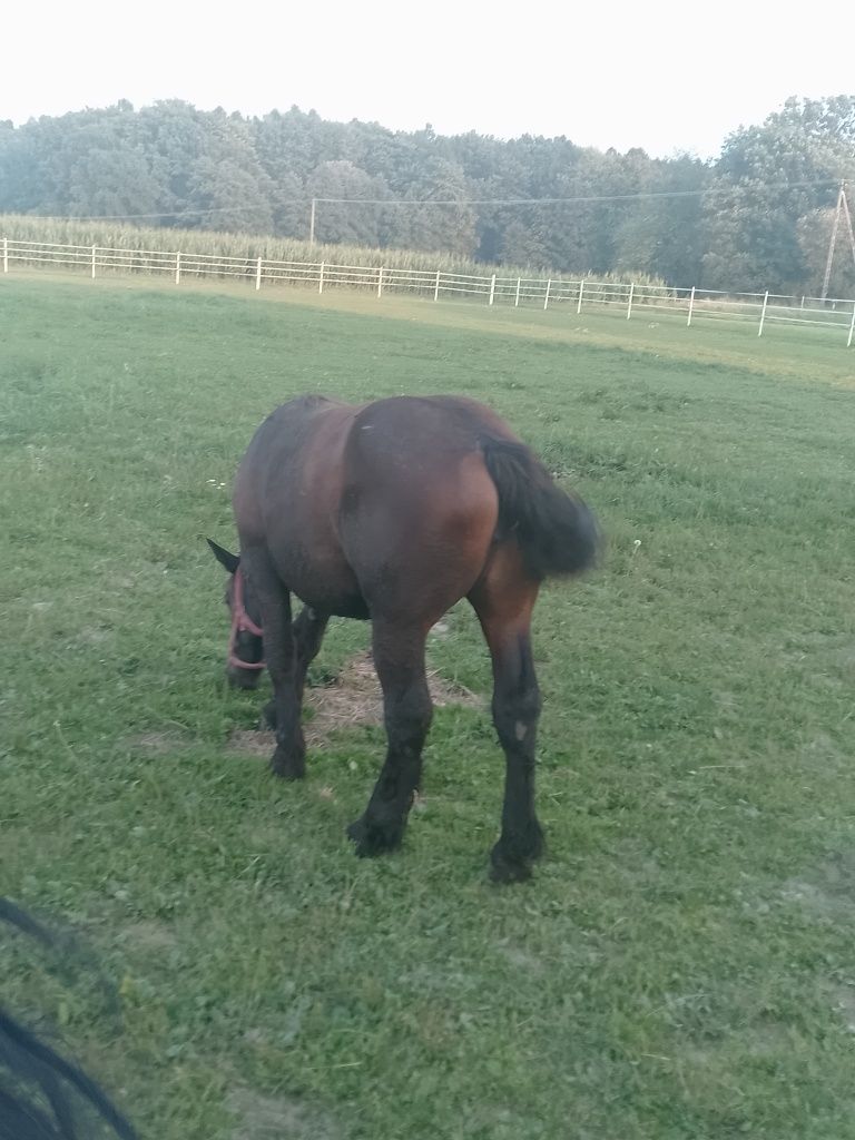Sprzedam klaczkę zimnokrwista