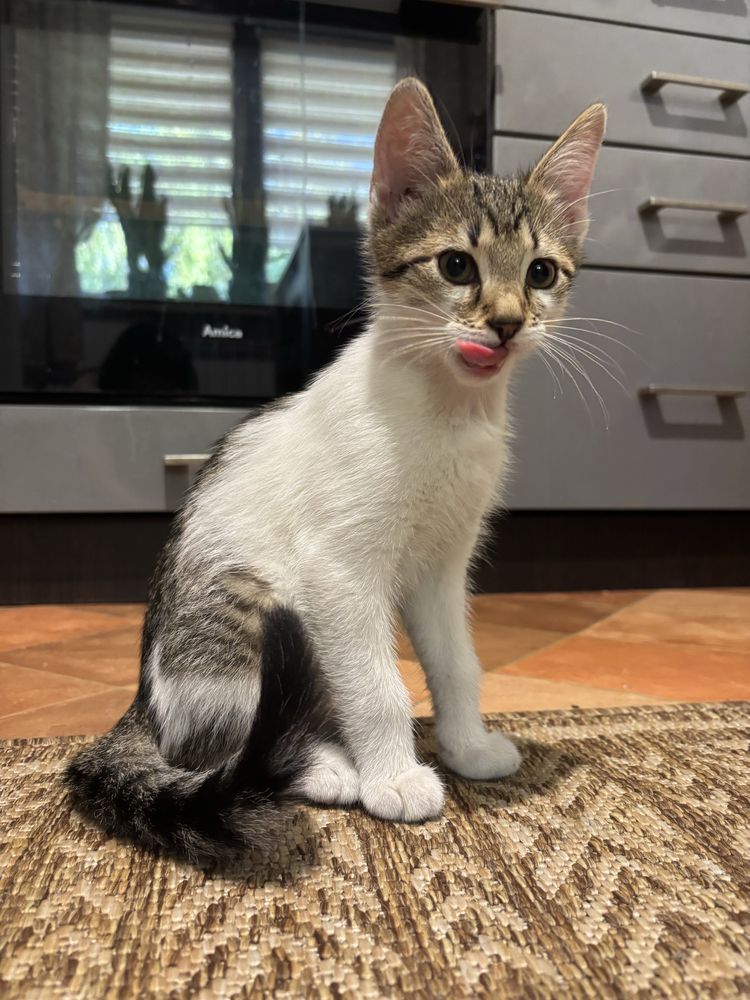 Kotka 2,5 miesiąca do adopcji
