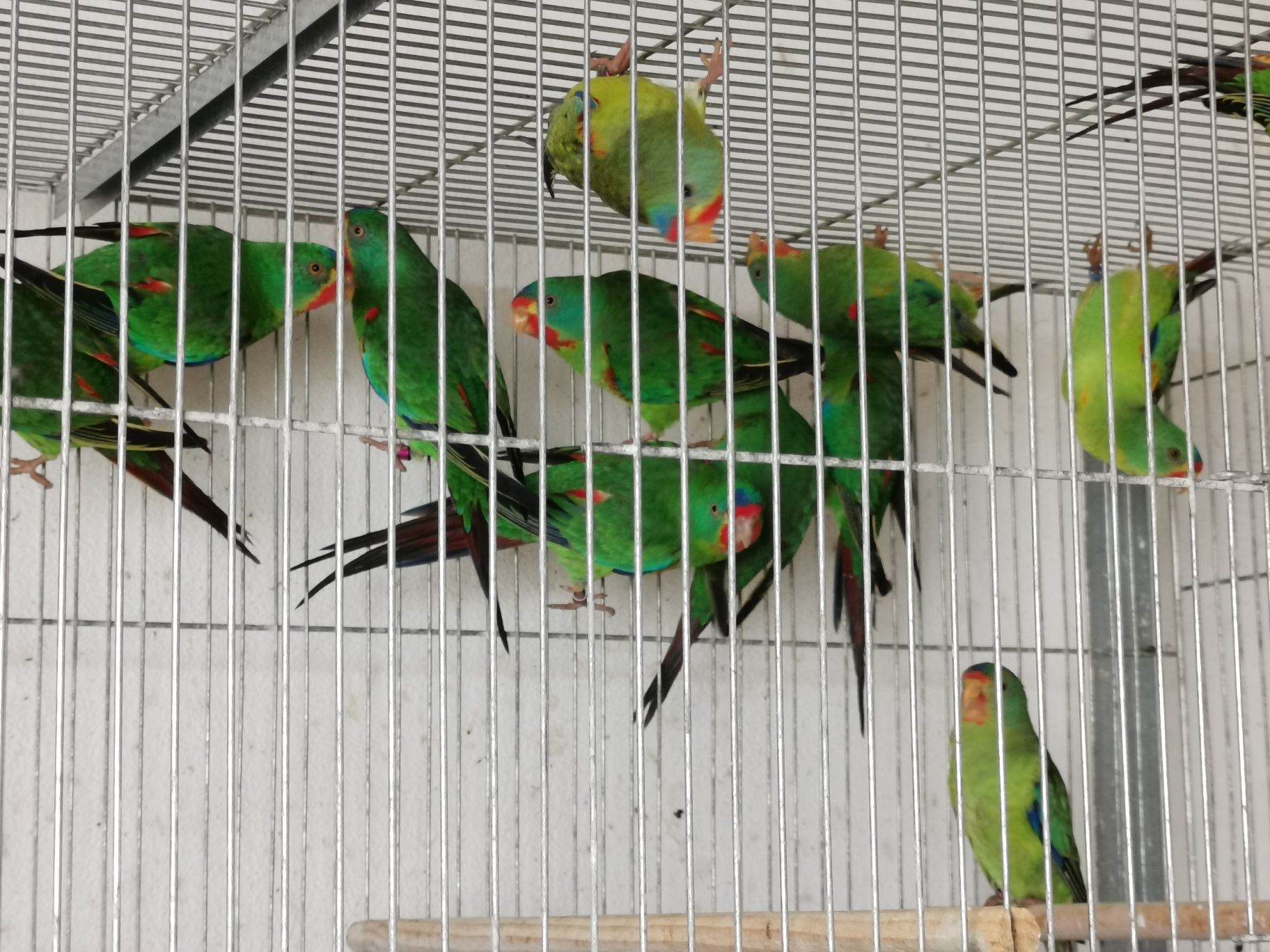 Periquito swift (Lathamus discolor)