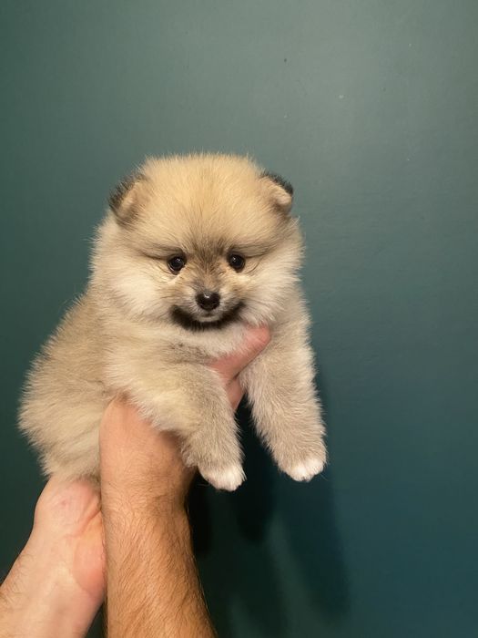 Szpic miniaturowy pomeranian