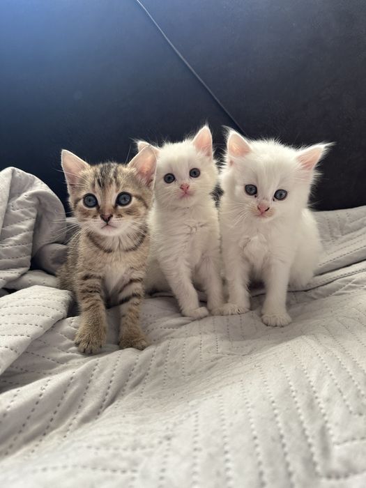 Віддам котиків у добрі руки