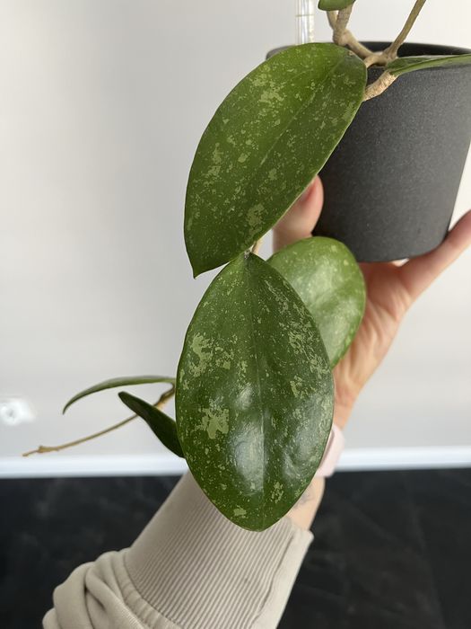 Hoja hoya Parasitica Lao