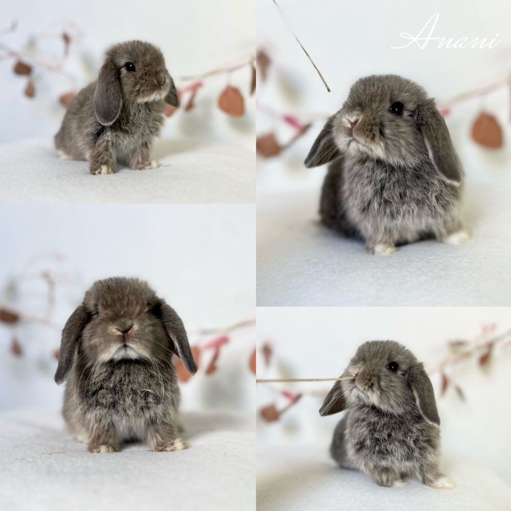 Króliczki ras: Karzełek Niderlandzki, Karzełek Teddy, Mini lop