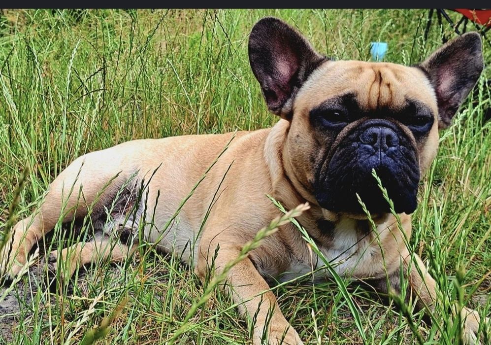 Вязка Французского бульдога