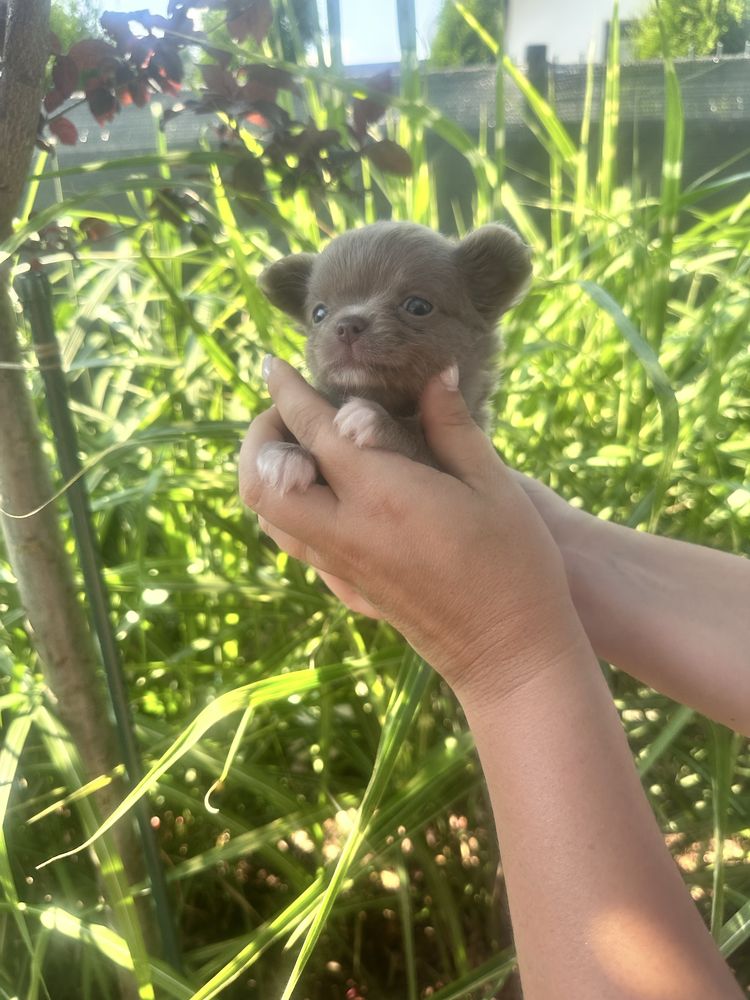 ***laleczka mini sunia chihuahua***