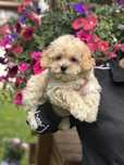 Maltipoo pudel toy szczeniak !!
