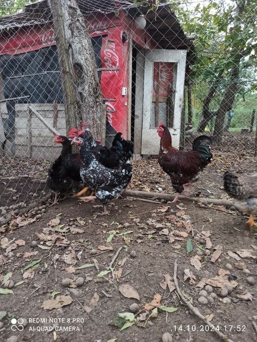 Півні Лівенська ситцева