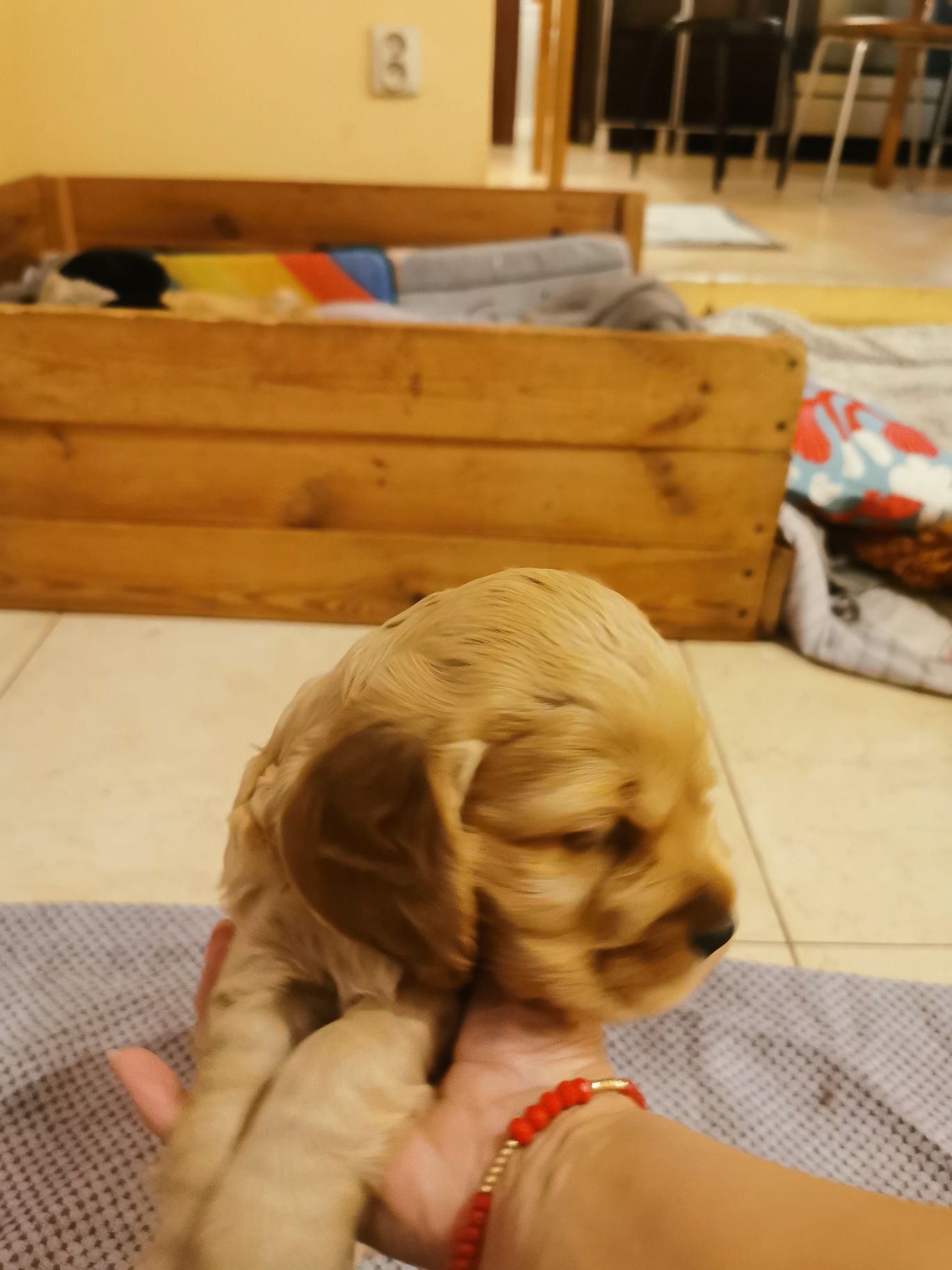 Cocker Spaniel Angielski